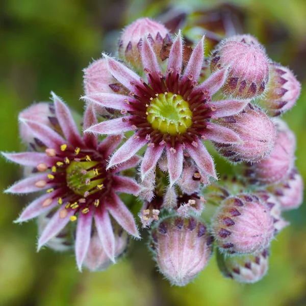 Common Houseleek Sempervivum Tectorum Flowers Summer — Stock Photo, Image