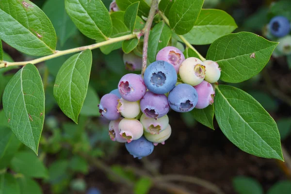 Blaubeere Vaccinium Myrtillus Früchte Der Sommerzeit — Stockfoto