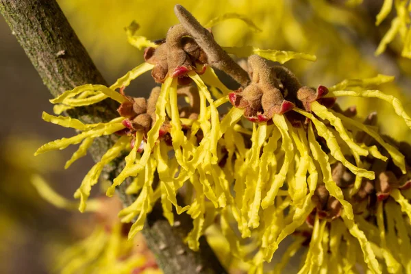 Witch Hazel Hybride Hamamelis Intermedia Colours Spring — Stock Photo, Image