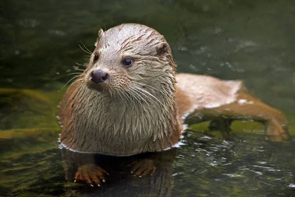 Close Lontra Lutra Lutra — Fotografia de Stock