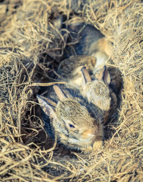 Ein Paar Wochen Altes Hasenbaby Seinem Nest Einem Gemüsegarten Gefunden — Stockfoto