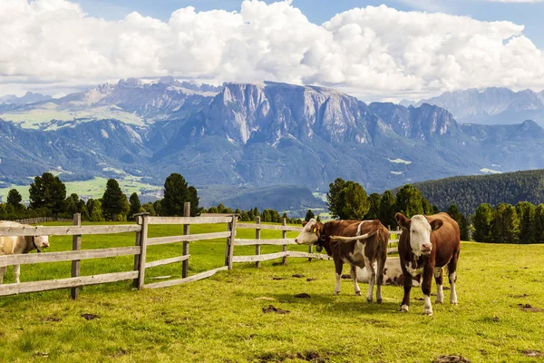 南チロル イタリアの牧草地の牛 — ストック写真