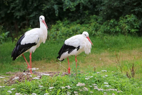 Zwei Weißstörche Ciconia Ciconia Auf Einer Wiese — Stockfoto