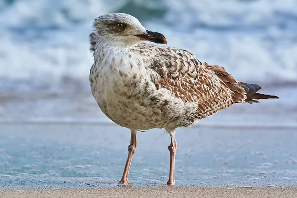 Möwe Ufer Des Schwarzen Meeres — Stockfoto