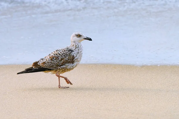 Fledgling Seagull Walking Seashore — Stock Photo, Image
