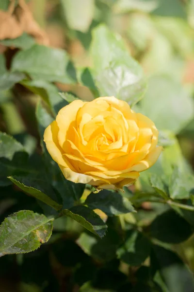 Rosen Garten Rosen Sind Schön Mit Einem Schönen Sonnigen Tag — Stockfoto