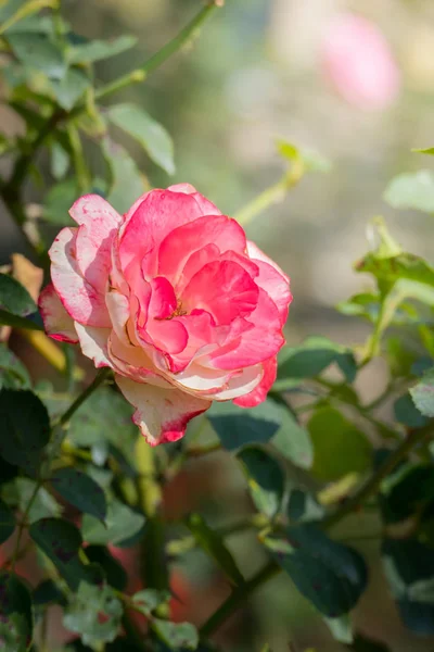 Rosas Jardín Rosas Son Hermosas Con Hermoso Día Soleado — Foto de Stock