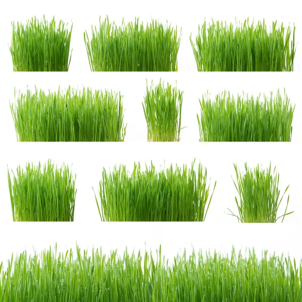 Frisches Grünes Weizengras Isoliert Auf Weißem Hintergrund — Stockfoto