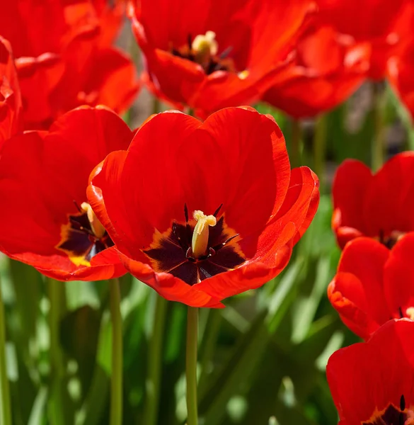 Blossoming Bud Red Tulip Yellow Pestle Close Royalty Free Stock Images