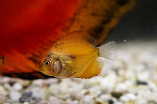 Portrait De Poisson Discus Images Libres De Droit Photos De Portrait De Poisson Discus Depositphotos