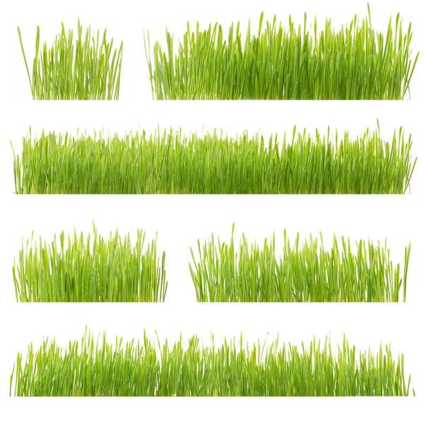 Frisches Grünes Weizengras Isoliert Auf Weißem Hintergrund — Stockfoto