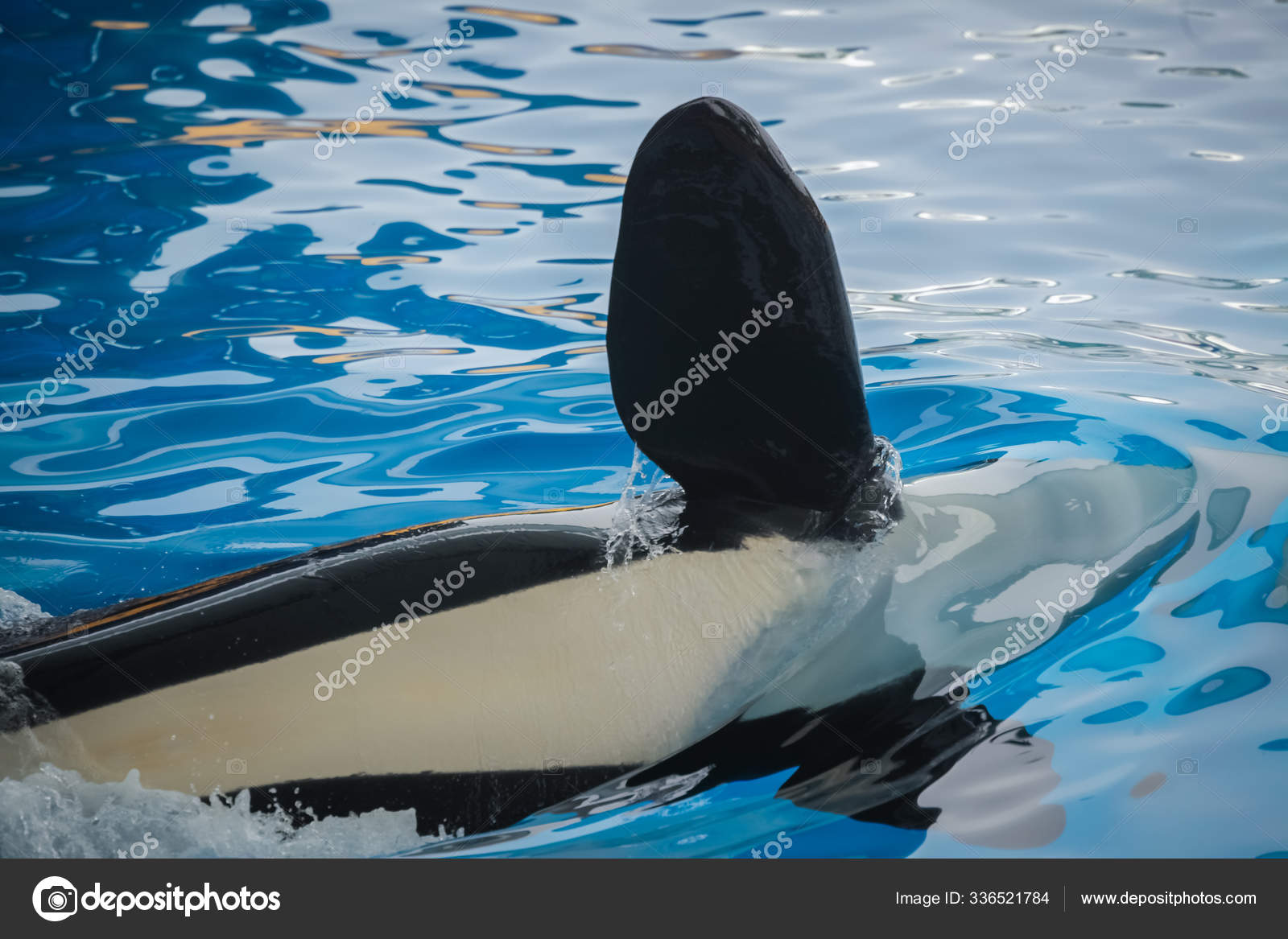 一个兽人的鳍状一条杀人鲸——图库图片© PantherMediaSeller #336521784