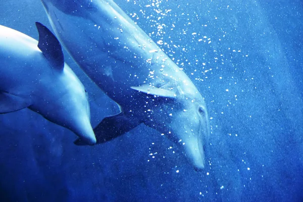 Två Delfiner Mor Och Son Simma Det Blå Vattnet — Stockfoto