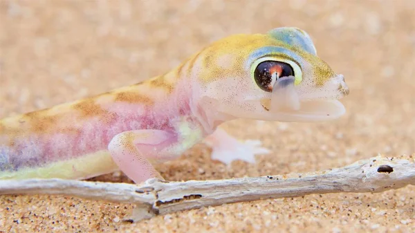 Primer Plano Lagarto Hábitat Concepto Salvajismo — Foto de Stock