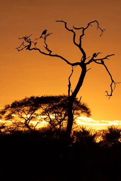 Pôr Sol Sobre Kalahari — Fotografia de Stock