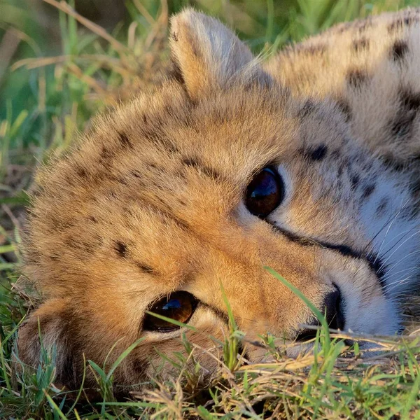 Close Young Cheetah Relaxante — Fotografia de Stock
