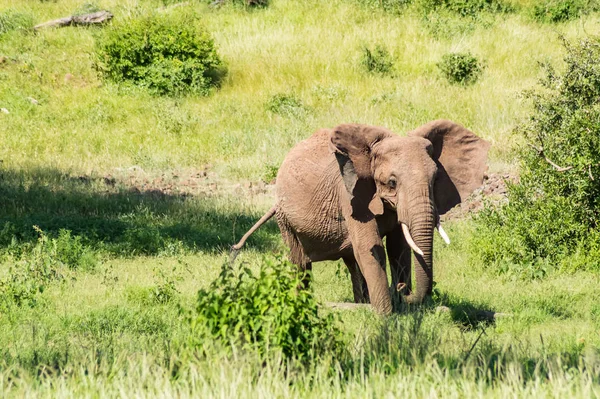 Velho Elefante Savana Parque Samburu Centro Quênia — Fotografia de Stock