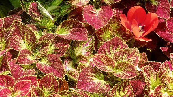 Bright Red Green Skullcaplike Coleus Coleus Blumei Also Named Painted — Stock Photo, Image