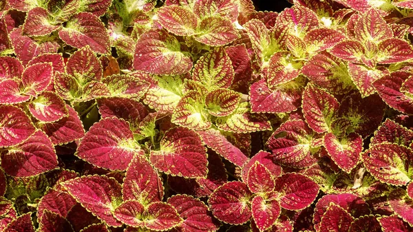 Bright Red Green Skullcaplike Coleus Coleus Blumei Également Appelé Fond — Photo