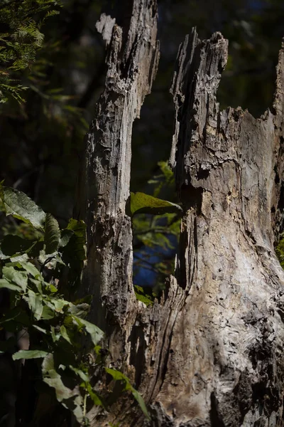 Gros Plan Tronc Arbre Automne — Photo