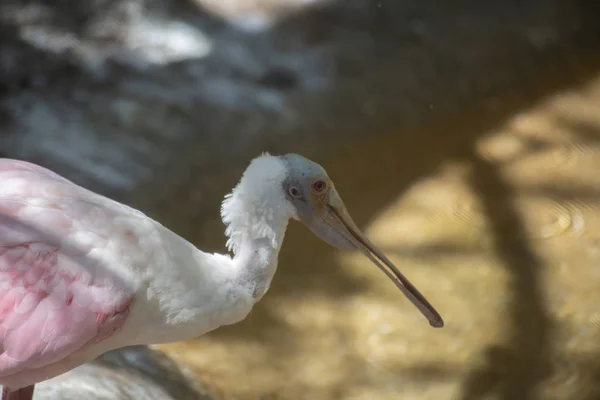 Close Roseate Spoonbill Platalea Ajaja — Stock Photo, Image