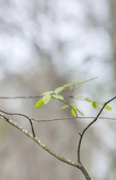Close Folhas Verdes Que Começam Crescer Início Primavera — Fotografia de Stock