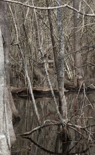 Arbres Tenant Dans Des Eaux Marécageuses Peu Profondes Stagnantes Pendant — Photo