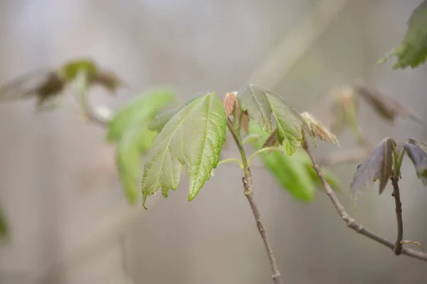 Крупным Планом Зеленые Листья Начинают Расти Ранней Весной — стоковое фото