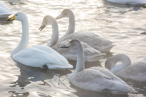 Grupo Belos Cisnes Coqueluche Brancos Nadando Lago Inverno Não Congelante — Fotografia de Stock