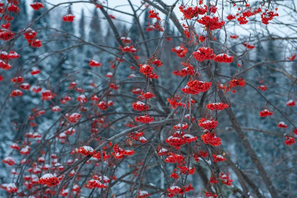 Kış Ormanında Böğürtlen Dalları Olan Rowan Ağacı — Stok fotoğraf