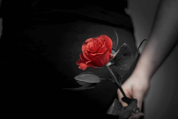 妇女与红玫瑰在她的手特写镜头 浪漫的情人节概念美 — 图库照片