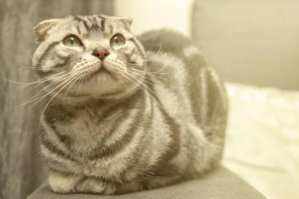 Die Katze Liegt Auf Dem Haus Mit Schöner Hintergrundfarbe — Stockfoto