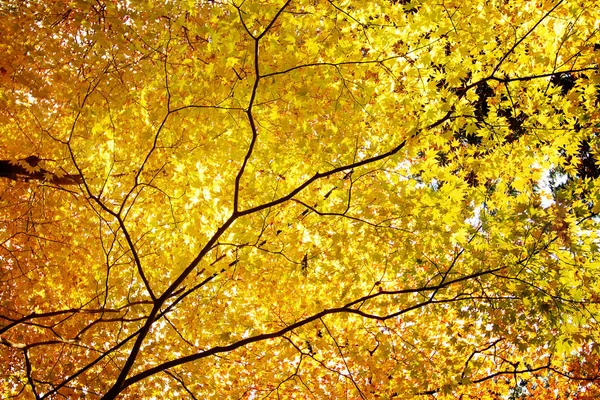 Bordo Vermelho Deixa Fronteira Floresta Outono Com Fundo Embaçado — Fotografia de Stock