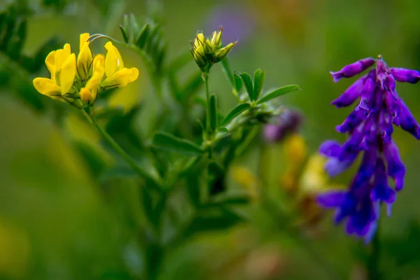 ピンクと黄色の野生の花を咲かせます 緑の芝生の中で美しいピンクと黄色の田舎の花 春には牧草地に自然農村の花が咲く牧草地 — ストック写真