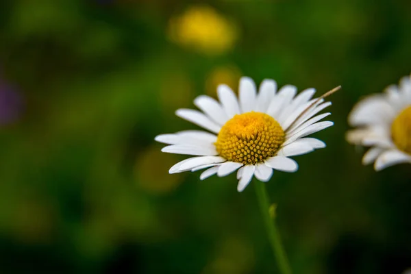 Flor Silvestre Branca Daisy Flores Fundo Grama Verde Prado Com — Fotografia de Stock