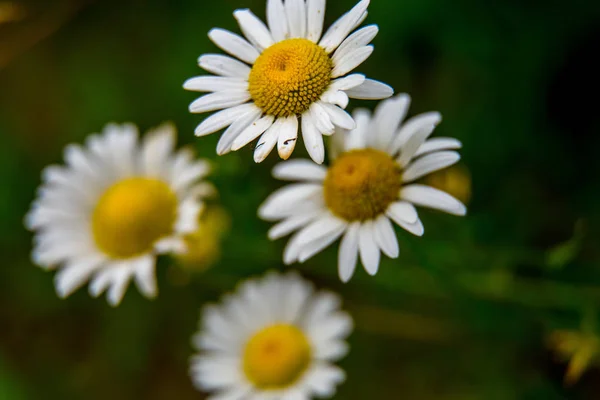 Bílá Rozkvetlá Květina Daisy Květiny Zeleném Travnatém Pozadí Louka Divokými — Stock fotografie