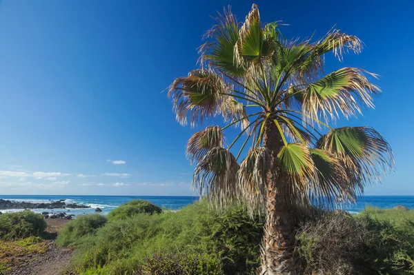 Enkelt Palmträd Klippkusten Sommaren Valle Gran Rey Gomera Kanarieöarna Spanien — Stockfoto