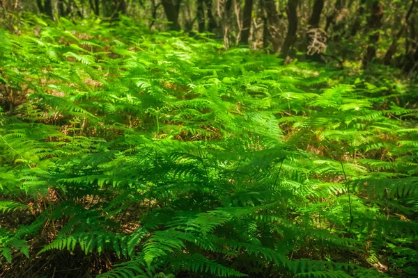 Buja Zöld Páfrány Esőerdőben Fekszik Garajonay Nemzeti Park Gomera Kanári — Stock Fotó