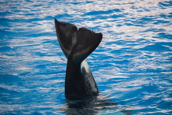 Orca Zabójca Wieloryb Macha Ogonem Nad Powierzchnią Wód Głębinowych — Zdjęcie stockowe