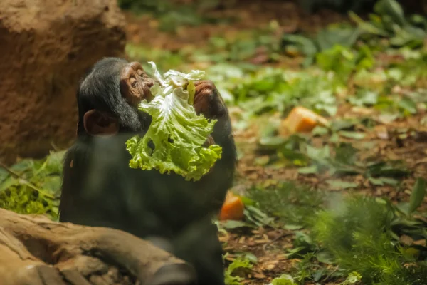 Hladová Chlupatá Opice Salát Zoo — Stock fotografie