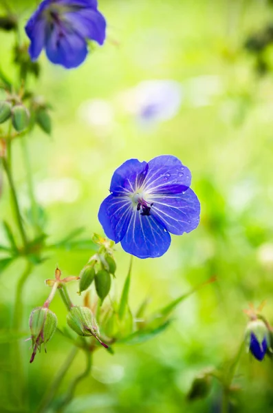 Flores Azuis Campo Nota Profundidade Campo Rasa — Fotografia de Stock