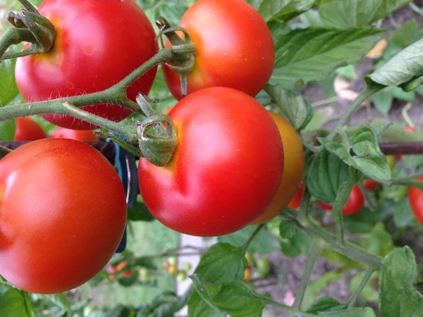 Tomates Caseiros Seu Próprio Jardim — Fotografia de Stock