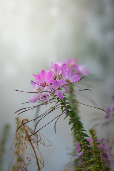 Bakgrundsbilden Färgglada Blommor Bakgrund Natur — Stockfoto