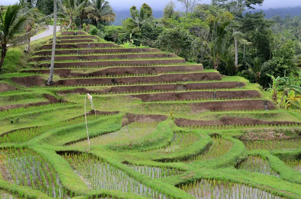Ubud Bali Güneşli Bir Gün Yeşil Ormanlı Jatiluwih Pirinç Terası — Stok fotoğraf
