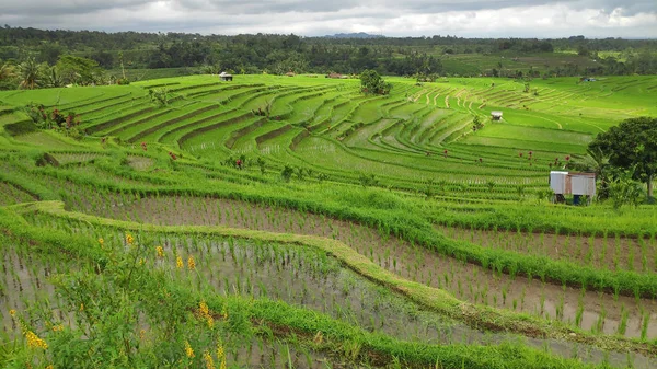 Jatiluwih Rijstterras Met Zonnige Dag Groene Jungles Ubud Bali — Stockfoto