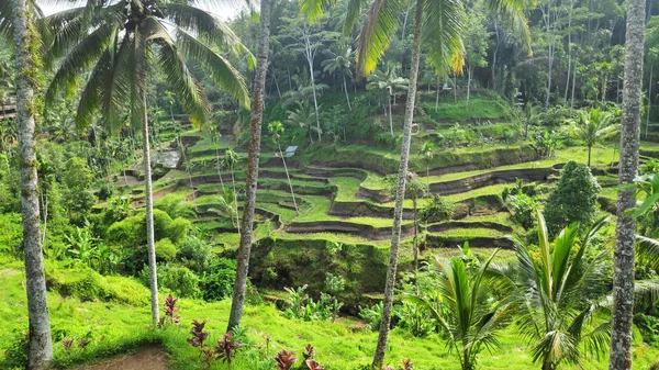 Tegalalang Reisterrassen Ubud Bali Tegalalang Reisterrasse Ist Eines Der Berühmten — Stockfoto