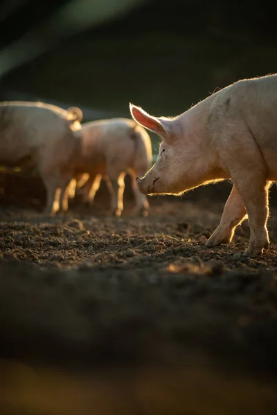 Cerdos Comiendo Prado Una Granja Carne Orgánica — Foto de Stock
