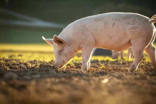 유기농 농장의 초원에서 돼지들 — 스톡 사진