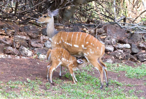 Imbabala Cape Bushbuck Tragelaphus Sylvaticus Mother Feeding Young — Stock Photo, Image