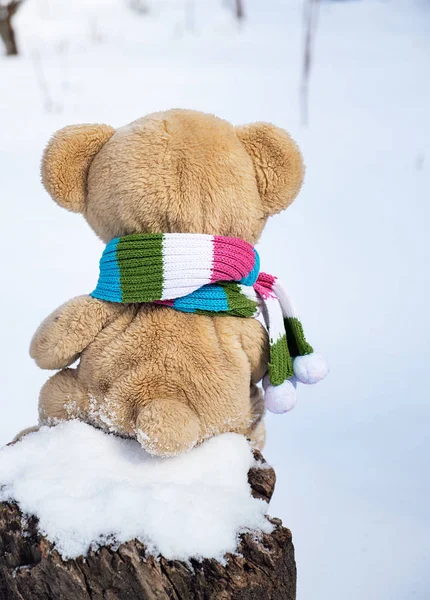 Oso Peluche Una Bufanda Sienta Hacia Atrás Muñón Medio Nieve —  Fotos de Stock